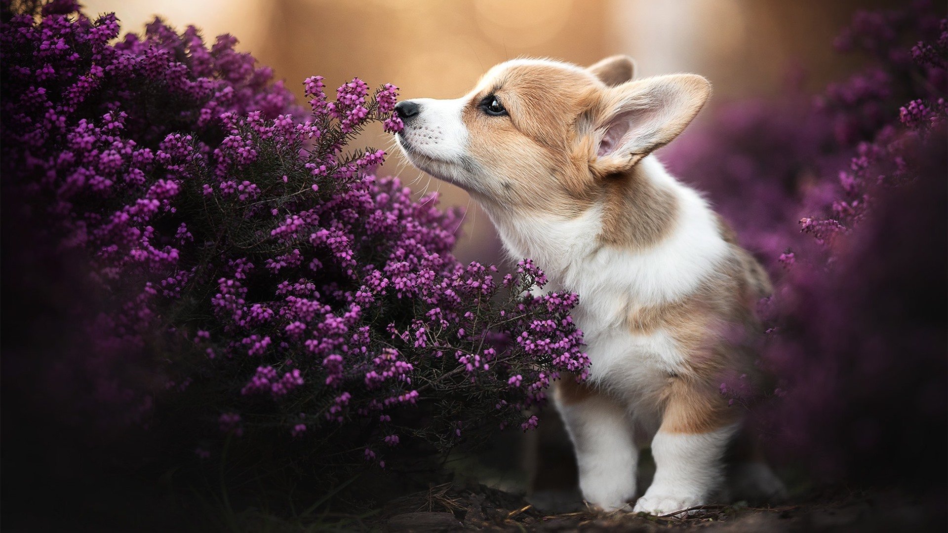 德甲球队高强度对抗中体能消耗与技术失误关系研究,德甲体能测试