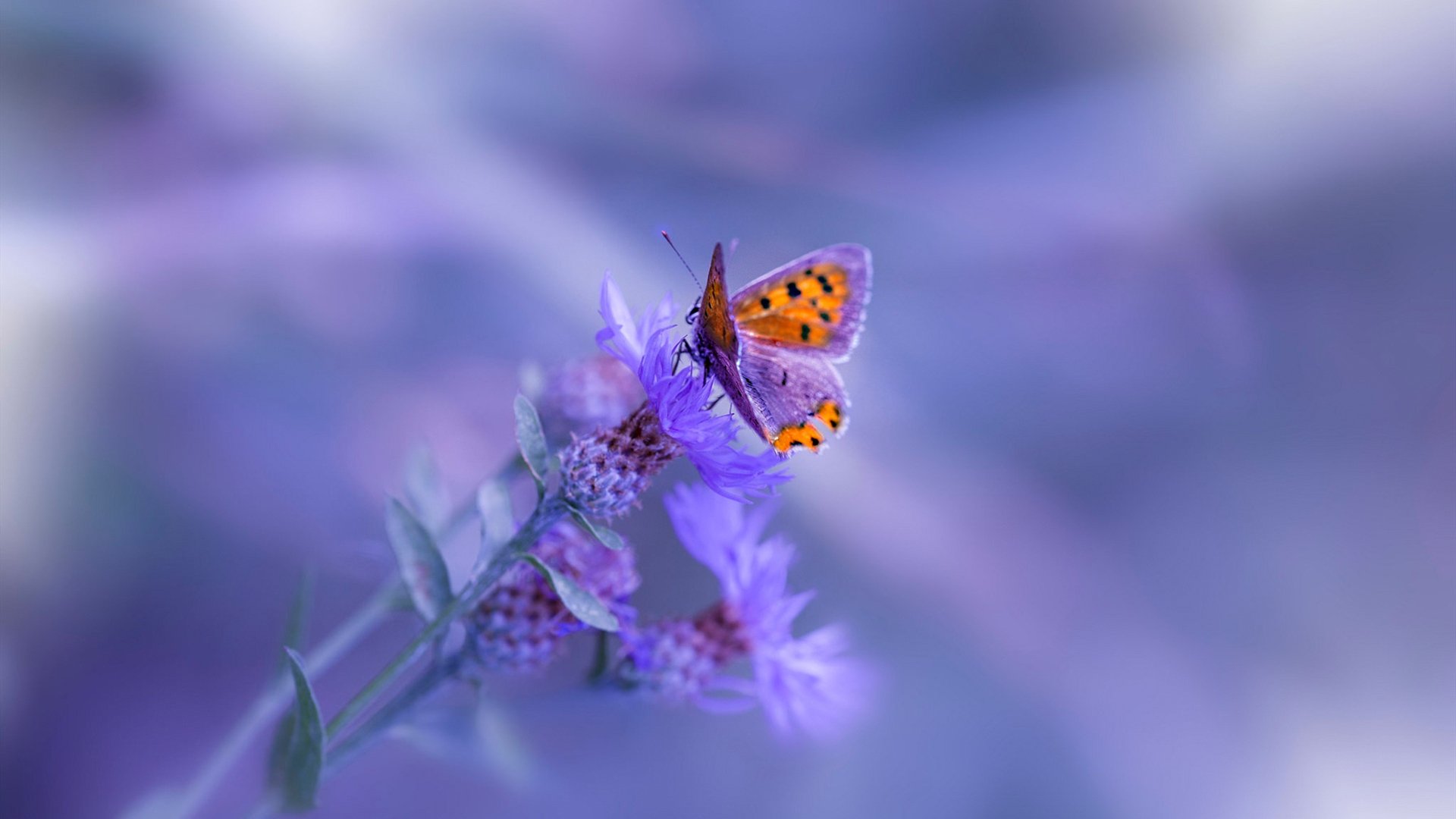 爱游戏官网充值-“壁球高手对决：在高新区全民健身馆，你看到的不仅仅是技巧，更是心跳！”