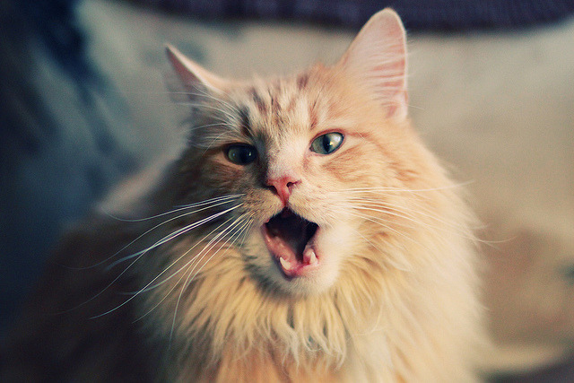 中小学体能训练手册发布推广科学锻炼方法，中小学生体能锻炼视频