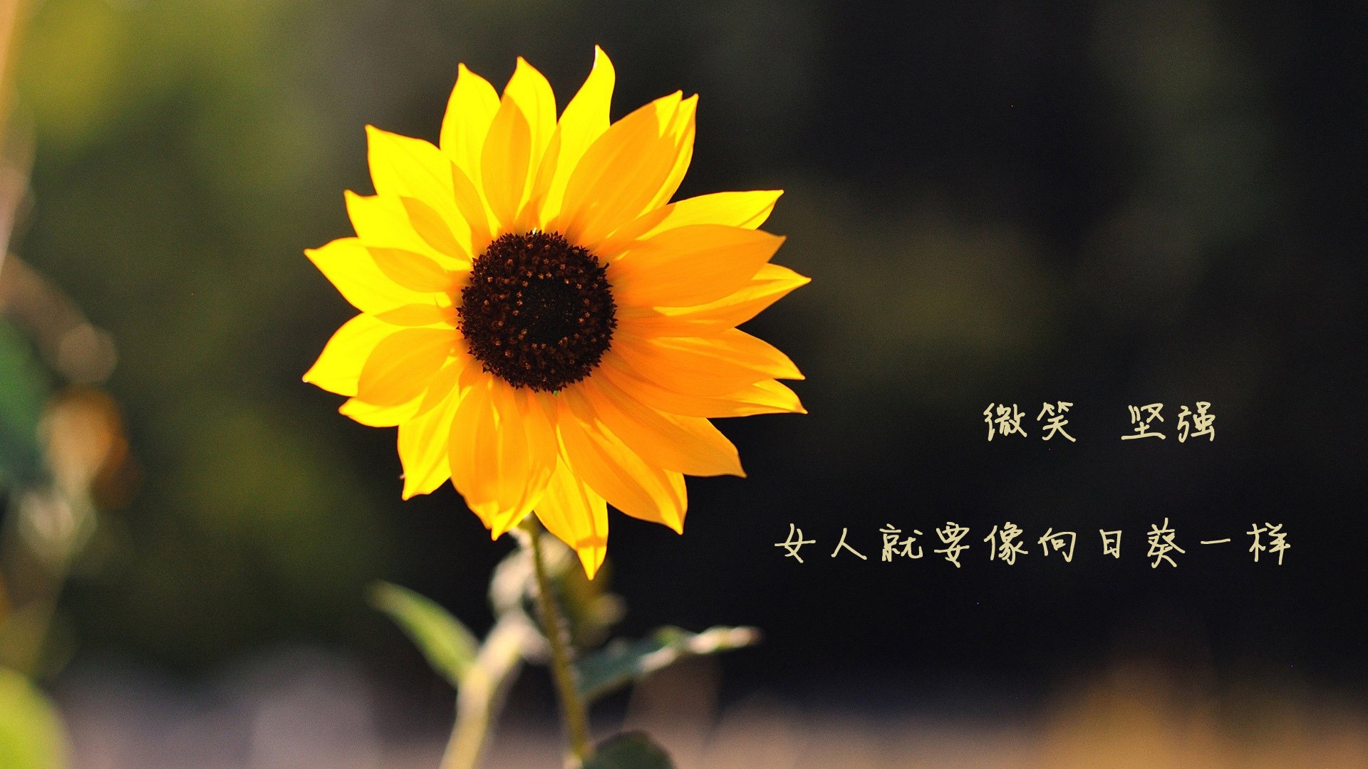 爱游戏app-掩护后是否应依据节奏变化调整进攻方式，掩护的时候,下面那个说法是错误的(1分)