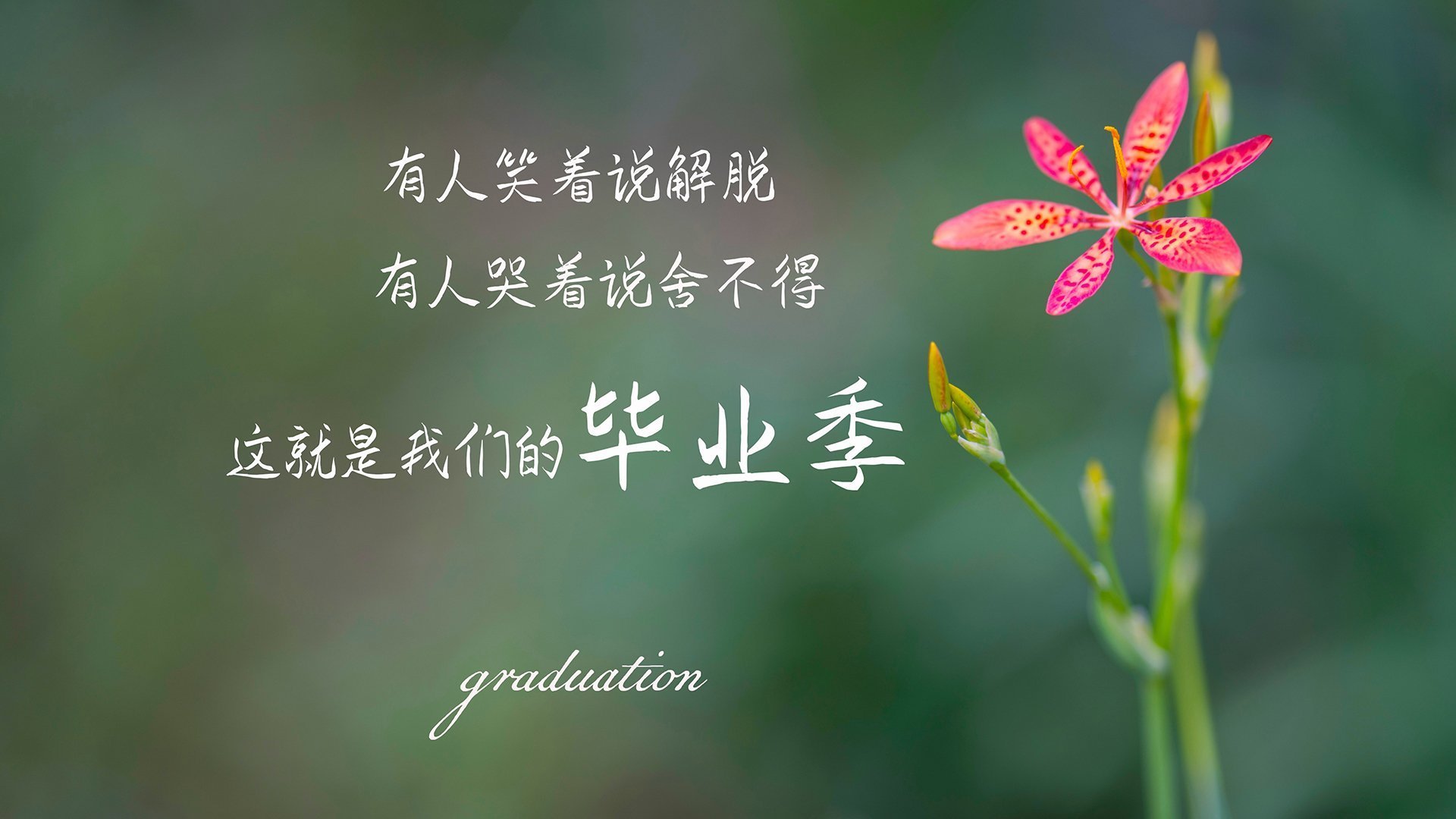 F1大奖赛汉密尔顿再度封王，f1汉密尔顿最精彩的一场比赛