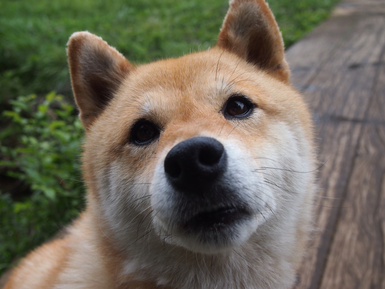 伊朗男篮在亚洲预赛中奋勇拼搏，挑战奥运奖牌梦想，伊朗男篮近期战绩