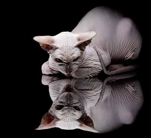 塞尔·拉恩：全黑队的进攻“快车道”，突破后的传球和得分能力让对手无可奈何