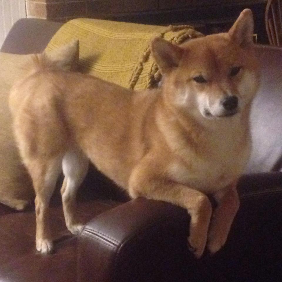 爱游戏app下载-尤文图斯引进重要中场，大幅提升实力