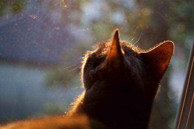 美洲杯明星飙戏：个人能力直逼极限，美洲杯选手