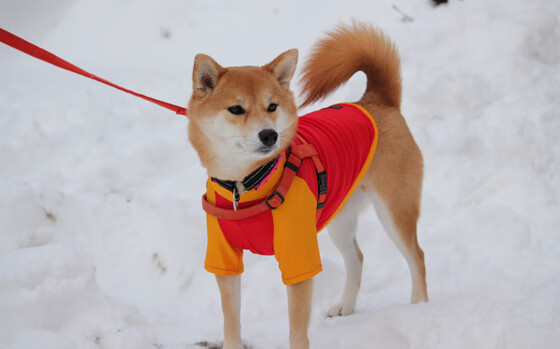 自由泳预赛瑞士选手全部晋级，4×200自由泳预赛