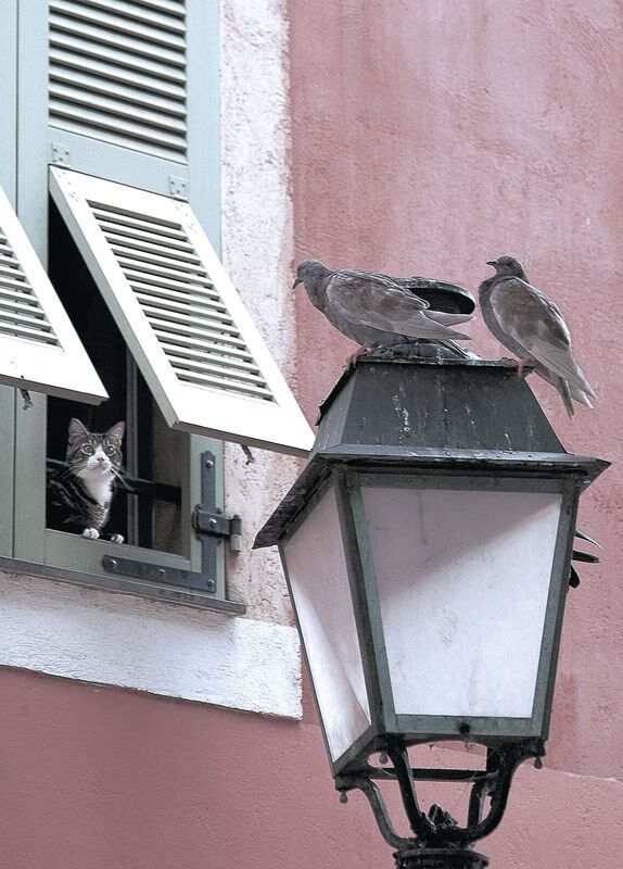 跳水配合默契朝鲜表现出彩，朝鲜队跳水